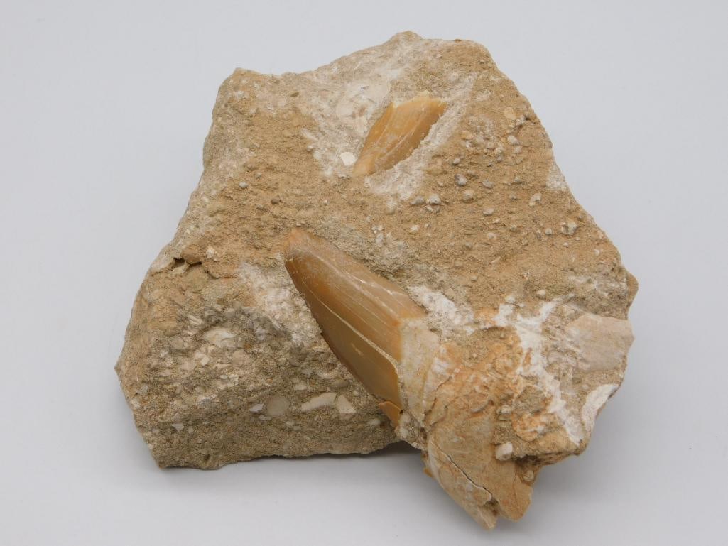 SHARKS TEETH IN MATRIX ROCK STONE LAPIDARY SPECIMEN: SHARKS TEETH IN MATRIX ROCK STONE LAPIDARY SPECIMEN