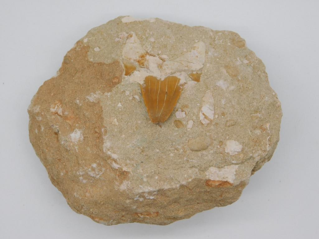 1 POUND SHARK TOOTH IN MATRIX ROCK STONE LAPIDARY SPECIMEN: 1 POUND SHARK TOOTH IN MATRIX ROCK STONE LAPIDARY SPECIMEN