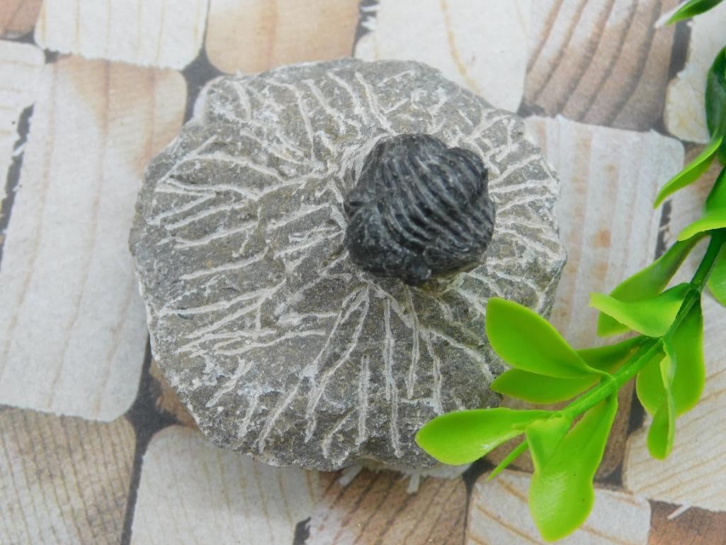 TRILOBITE FOSSIL ROCK STONE LAPIDARY SPECIMEN (1 of 3)
