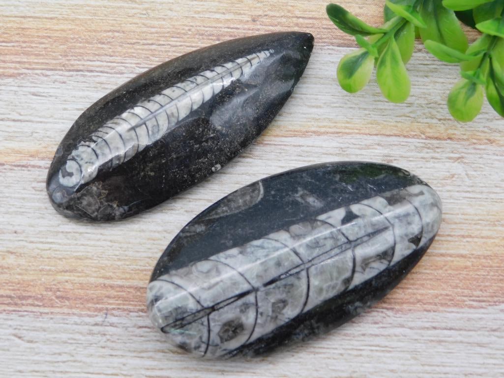 ORTHOCERAS ROCK STONE LAPIDARY SPECIMEN: ORTHOCERAS ROCK STONE LAPIDARY SPECIMEN