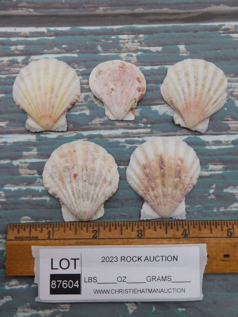 SCALLOP SHELLS - 2
