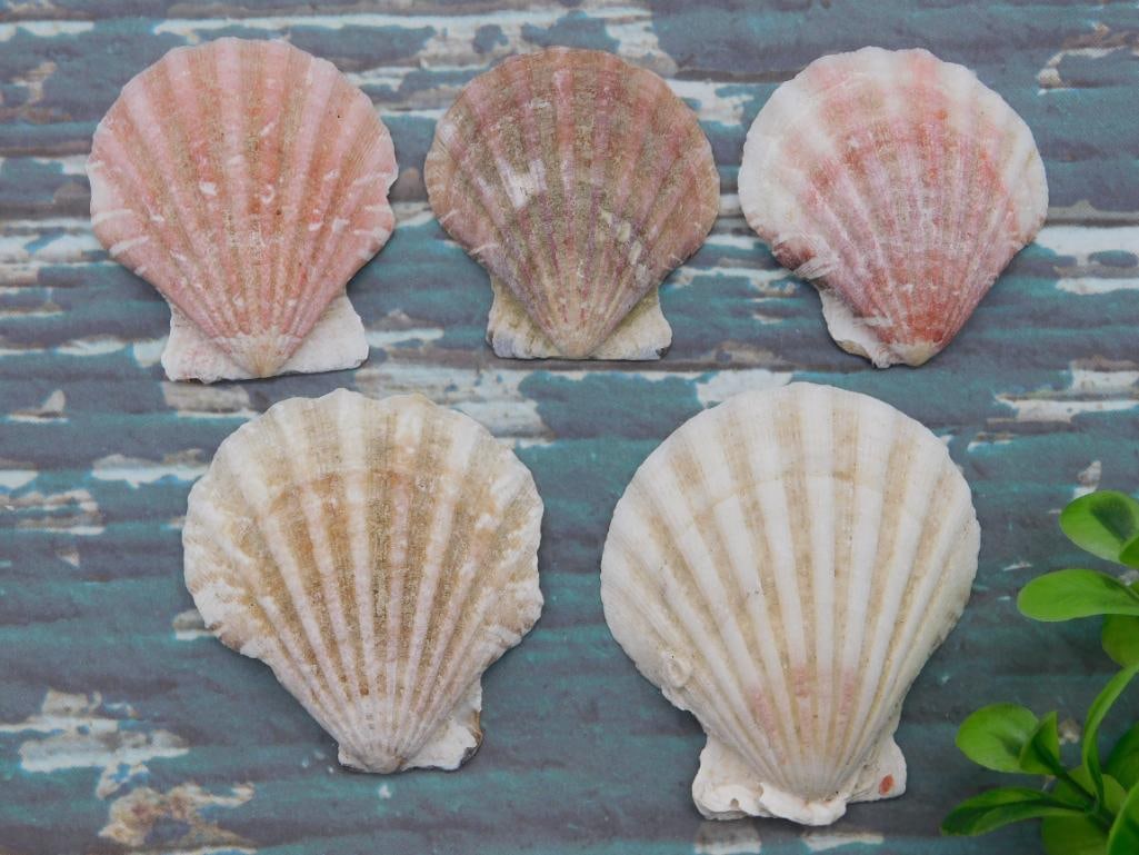 SCALLOP SHELLS (1 of 2)