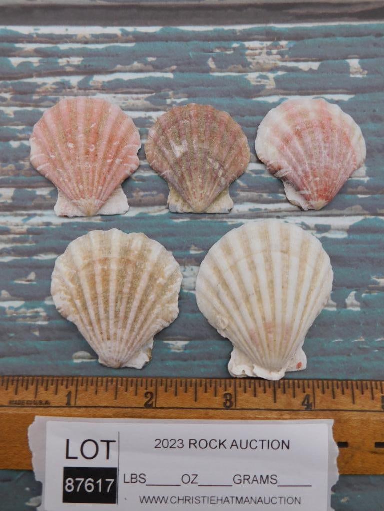 SCALLOP SHELLS - 2