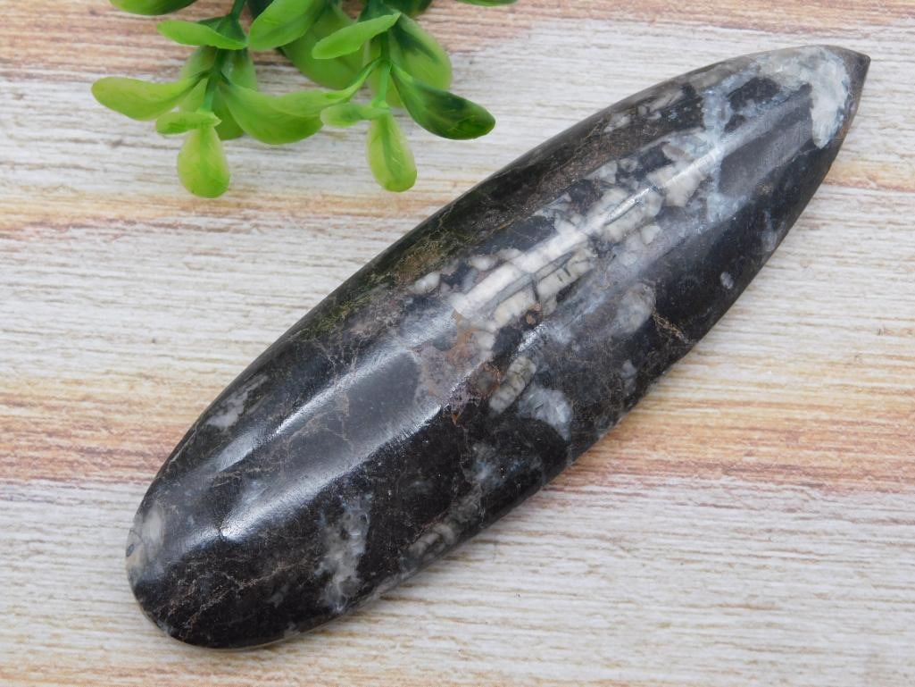 ORTHOCERAS ROCK STONE LAPIDARY SPECIMEN: ORTHOCERAS ROCK STONE LAPIDARY SPECIMEN