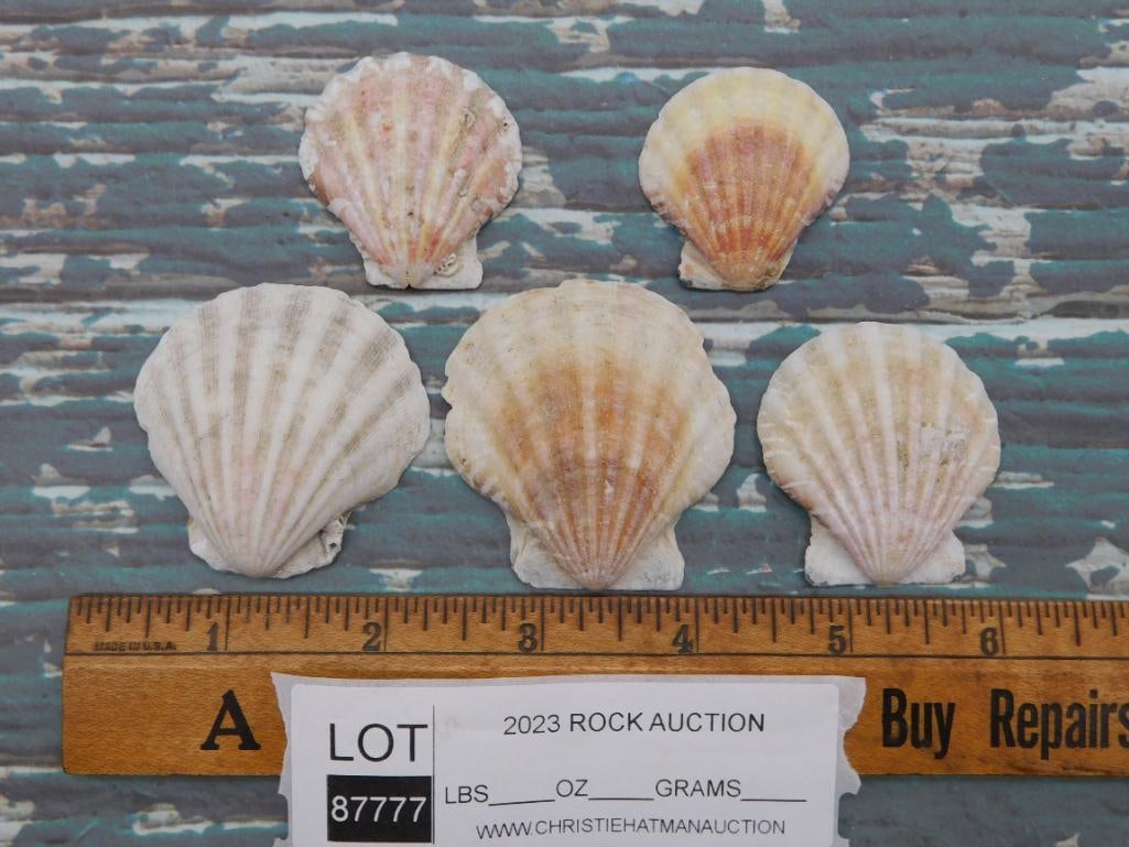 SCALLOP SHELLS - 2