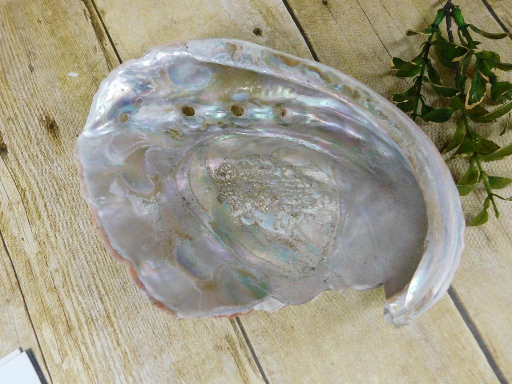 ABALONE SHELL (1 of 2)