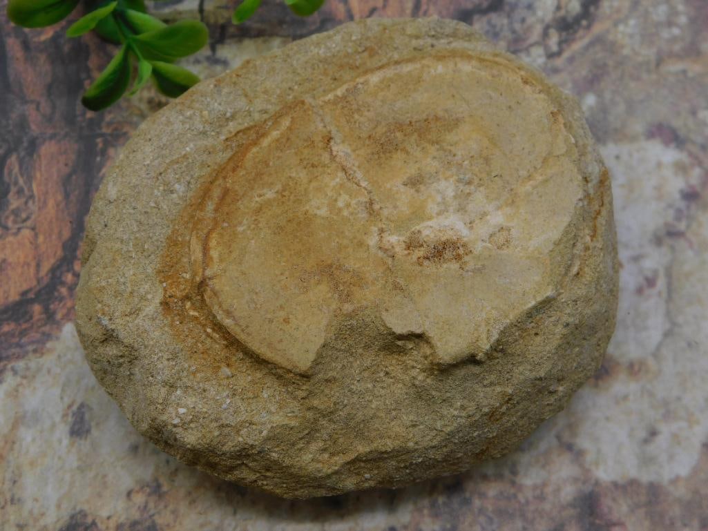 ROCK STONE LAPIDARY SPECIMEN (1 of 2)