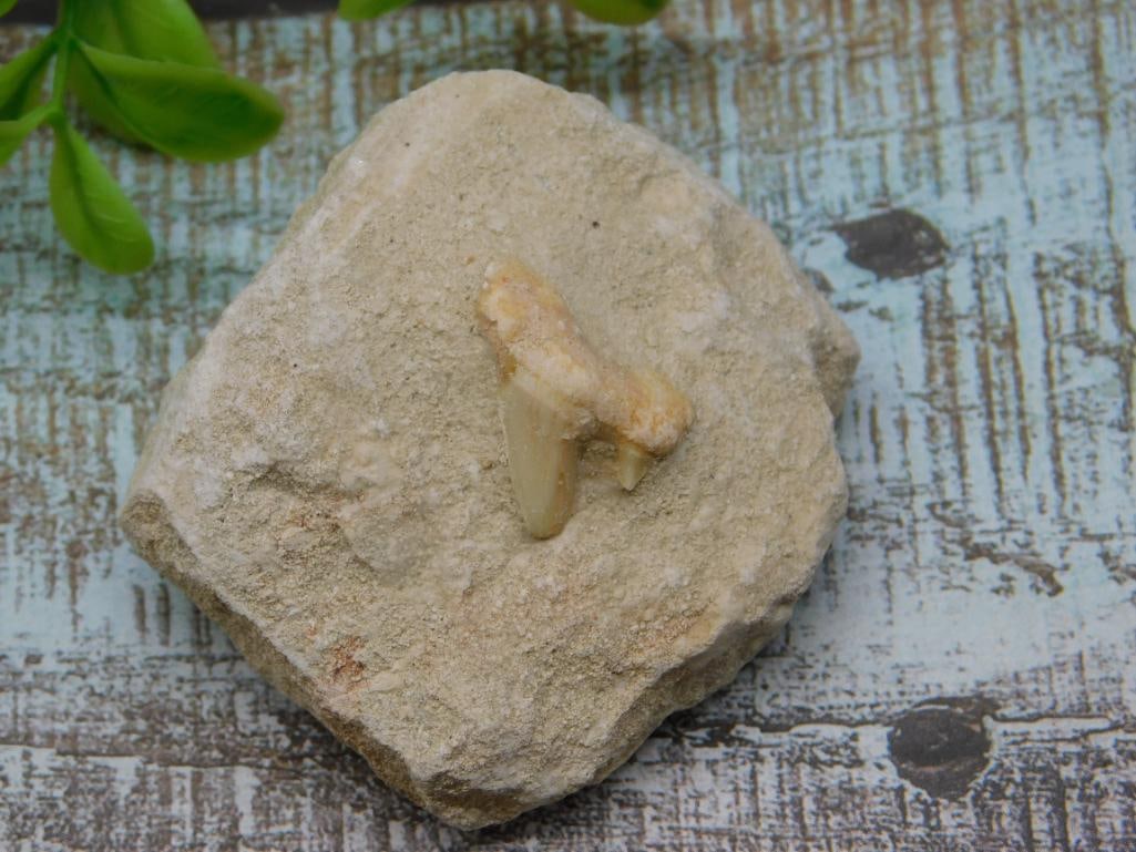 SHARK TOOTH IN MATRIX ROCK STONE LAPIDARY SPECIMEN (1 of 2)