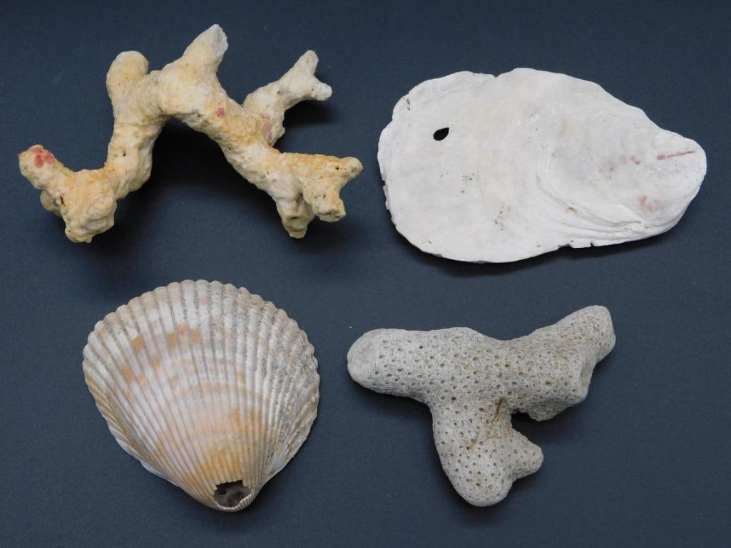 MIXED SHELL AND FOSSIL LOT ROCK STONE LAPIDARY SPECIMEN (1 of 2)