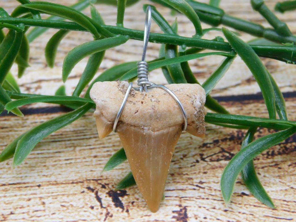SHARK TOOTH PENDANT ROCK STONE LAPIDARY SPECIMEN (1 of 2)