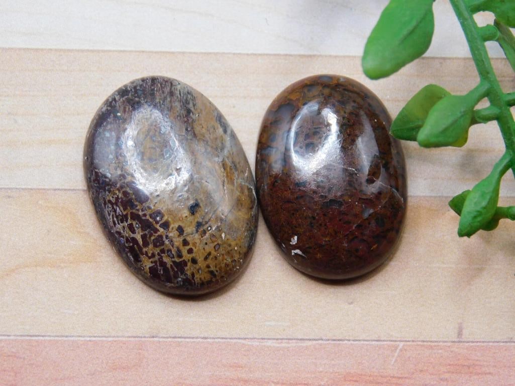 DINOSAUR BONE CABOCHONS ROCK STONE LAPIDARY SPECIMEN: DINOSAUR BONE CABOCHONS ROCK STONE LAPIDARY SPECIMEN