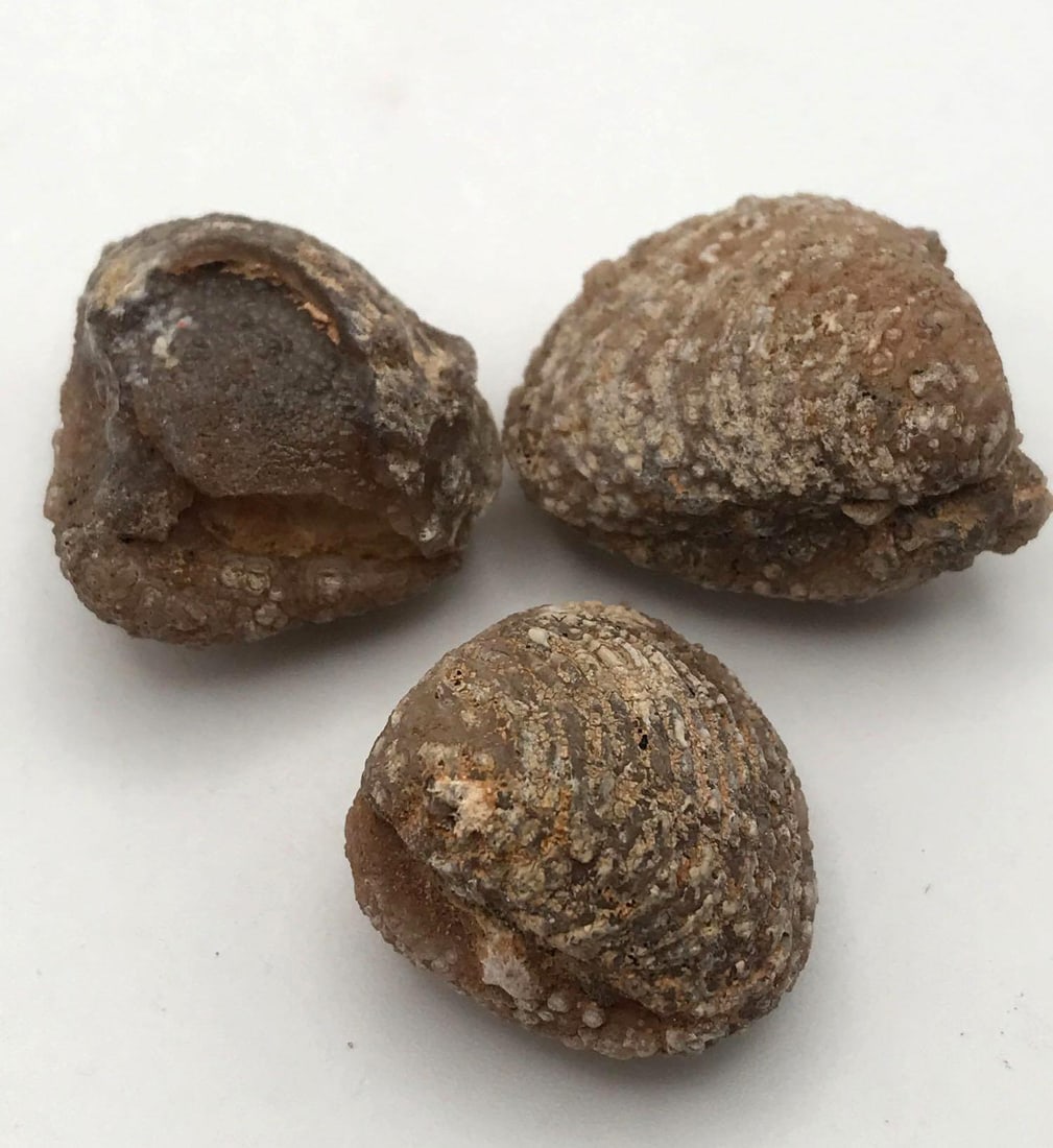 JEWELRY ROCK STONE LAPIDARY SPECIMEN (1 of 2)