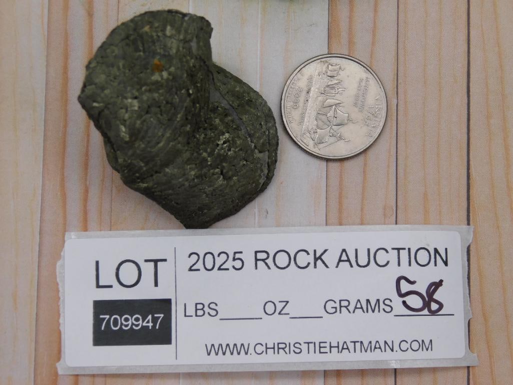 Fossilized Brachiopod Specimen for Auction - 2