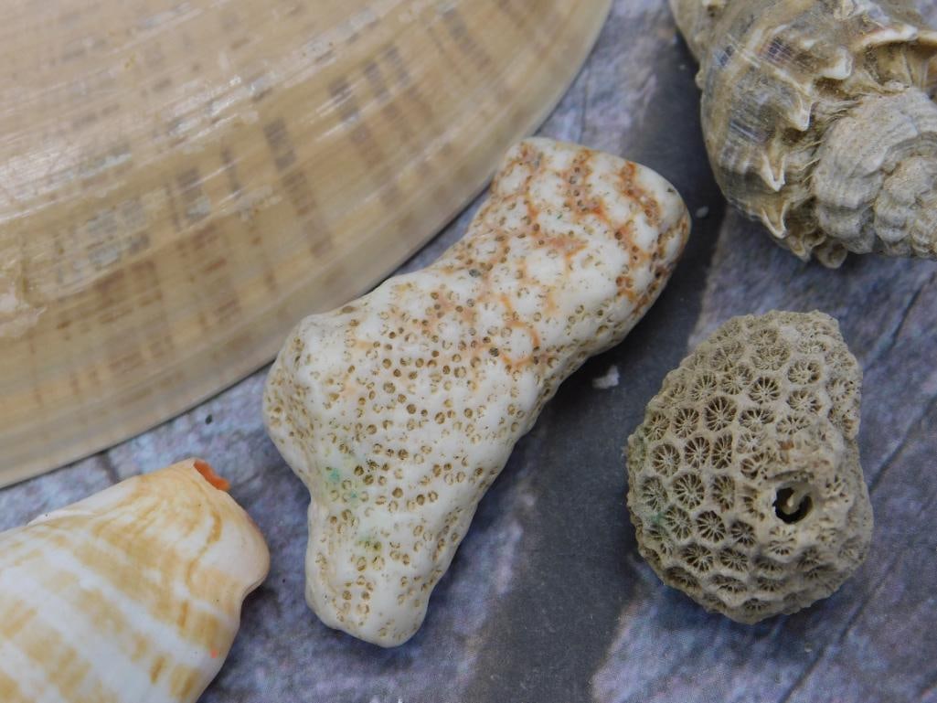 Sea Shells - 2