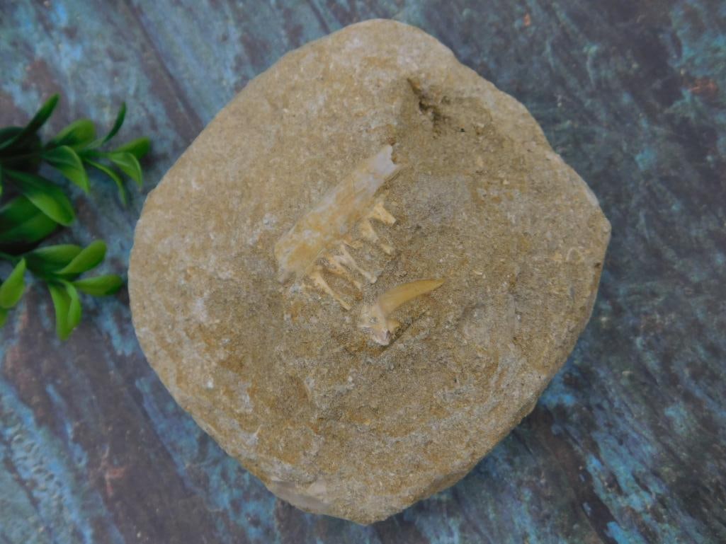 Fossilized Jaw and Tooth in Matrix Specimen: Fossilized Jaw and Tooth in Matrix Specimen