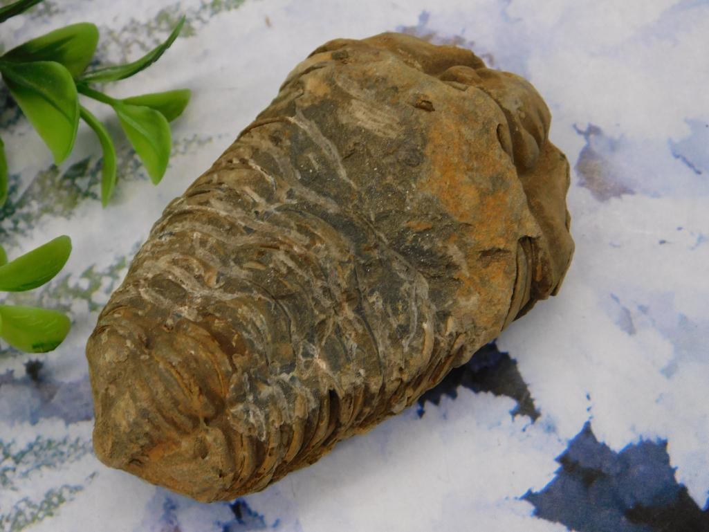 Fossilized Trilobite Specimen in Sedimentary Rock (1 of 2)