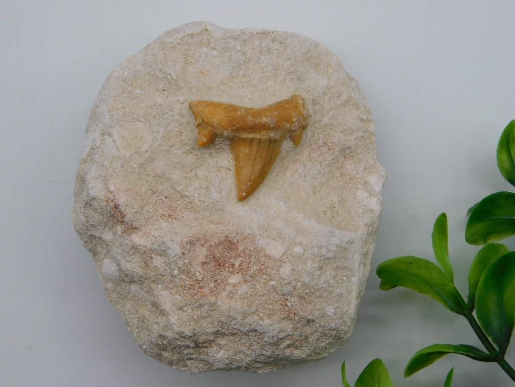 SHARK TOOTH IN MATRIX ROCK STONE LAPIDARY SPECIMEN: SHARK TOOTH IN MATRIX ROCK STONE LAPIDARY SPECIMEN