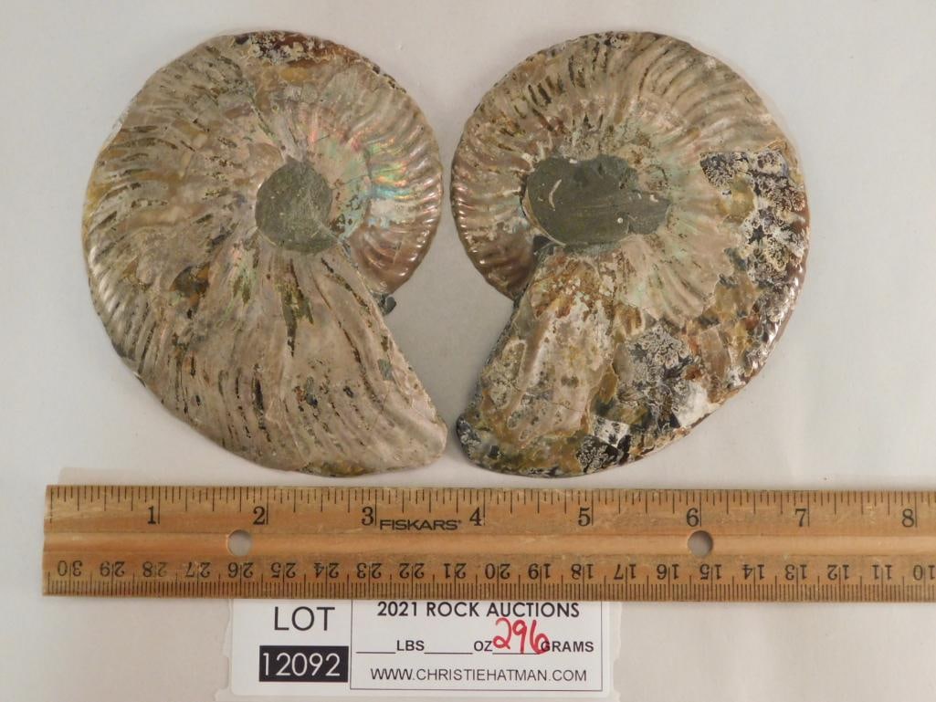 MAPLE LEAF PATTERN AMMONITE ROCK STONE LAPIDARY SPECIMEN - 2