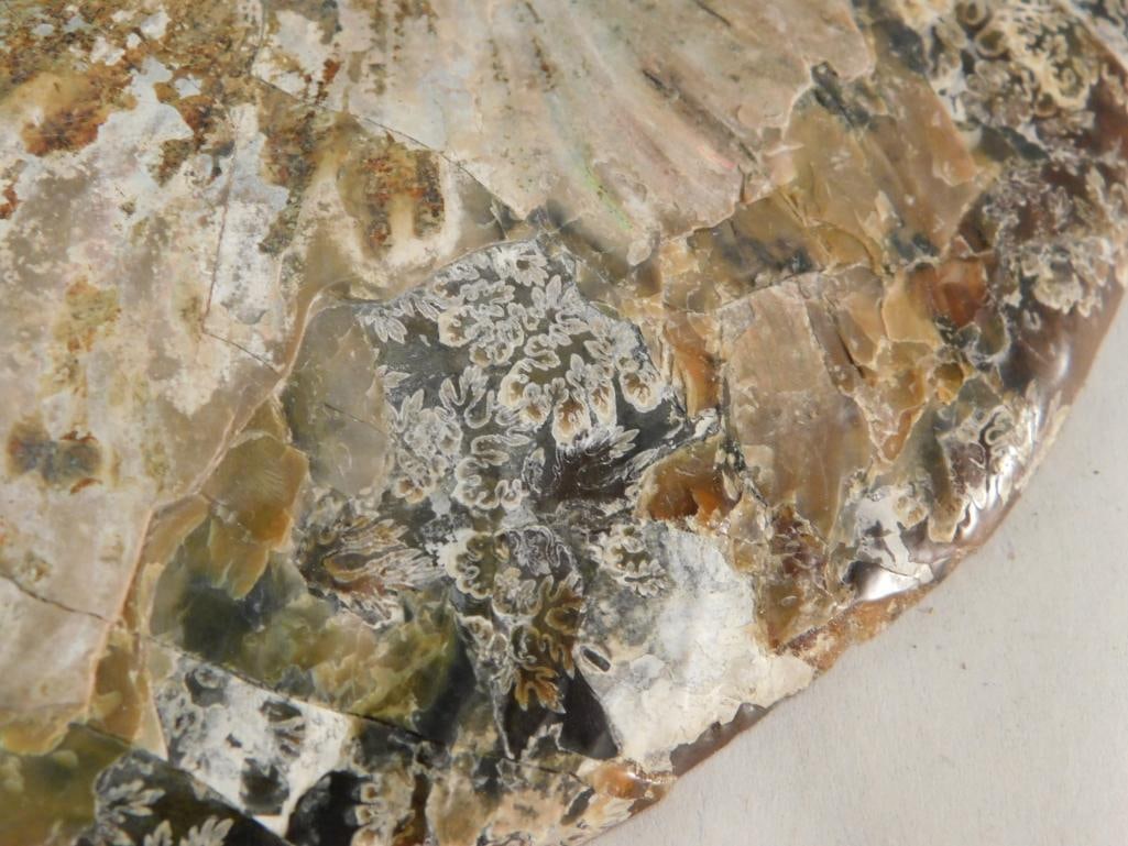 MAPLE LEAF PATTERN AMMONITE ROCK STONE LAPIDARY SPECIMEN - 3