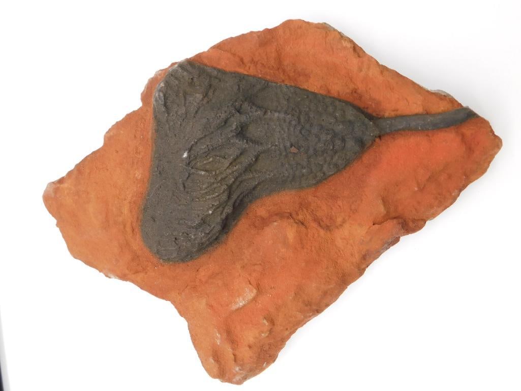 CRINOID SCYPHOCRINUS FOSSIL ROCK STONE LAPIDARY SPECIMEN (1 of 2)