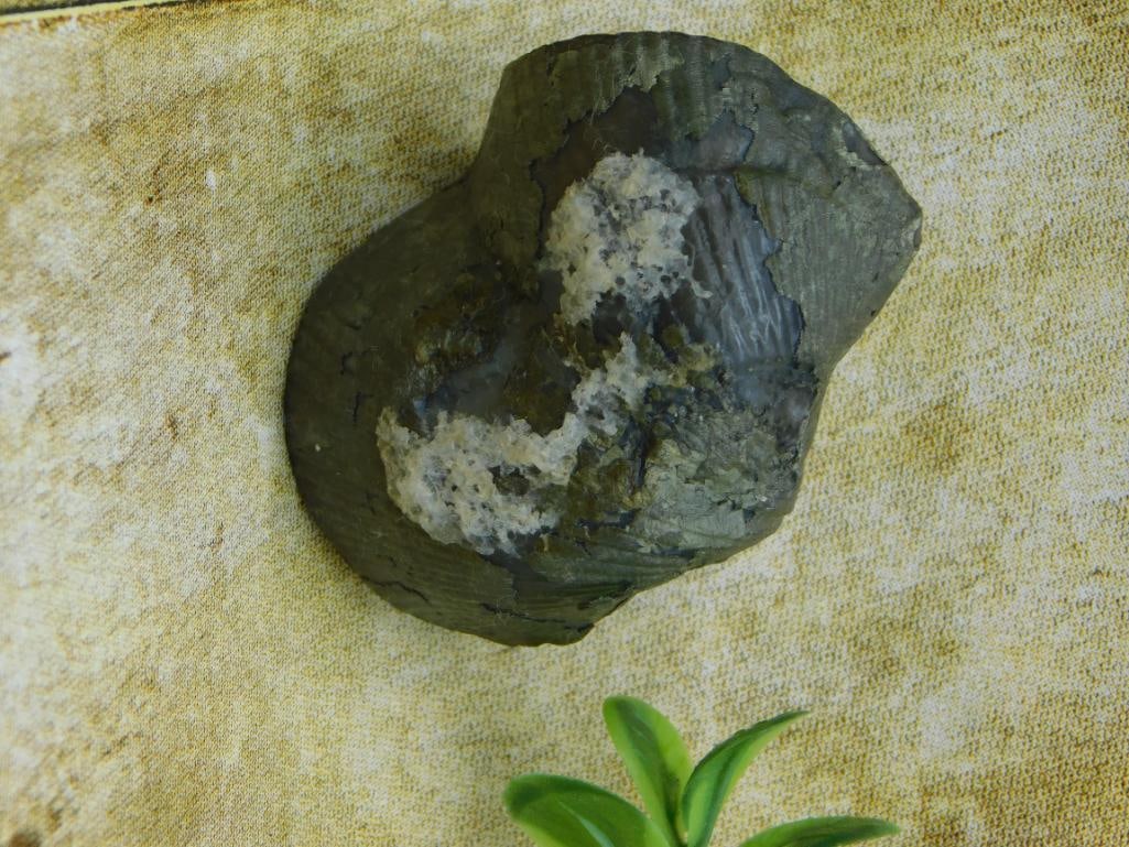 BRACHIOPOD ROCK STONE LAPIDARY SPECIMEN: BRACHIOPOD ROCK STONE LAPIDARY SPECIMEN
