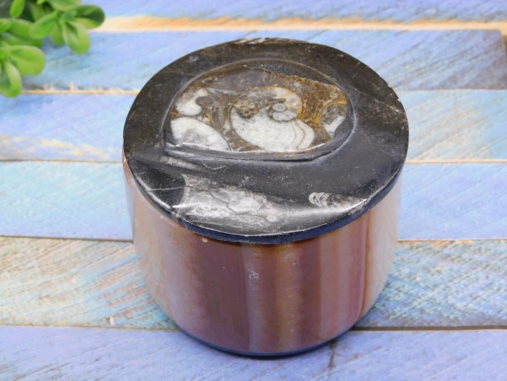 ORTHOCERAS TRINKET BOX ROCK STONE LAPIDARY SPECIMEN (1 of 2)