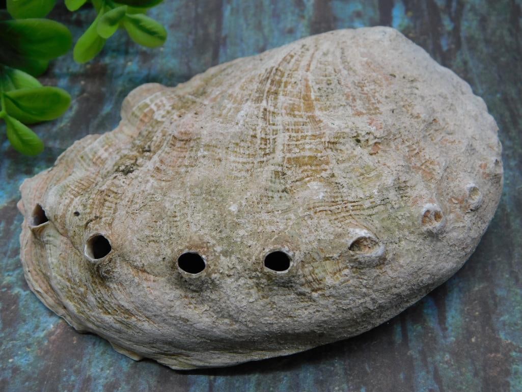 ABALONE SHELL (1 of 2)