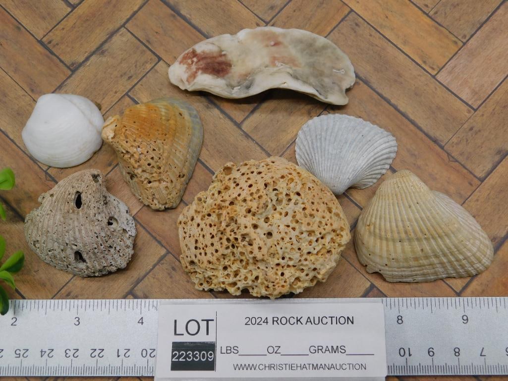 SHELLS - 2