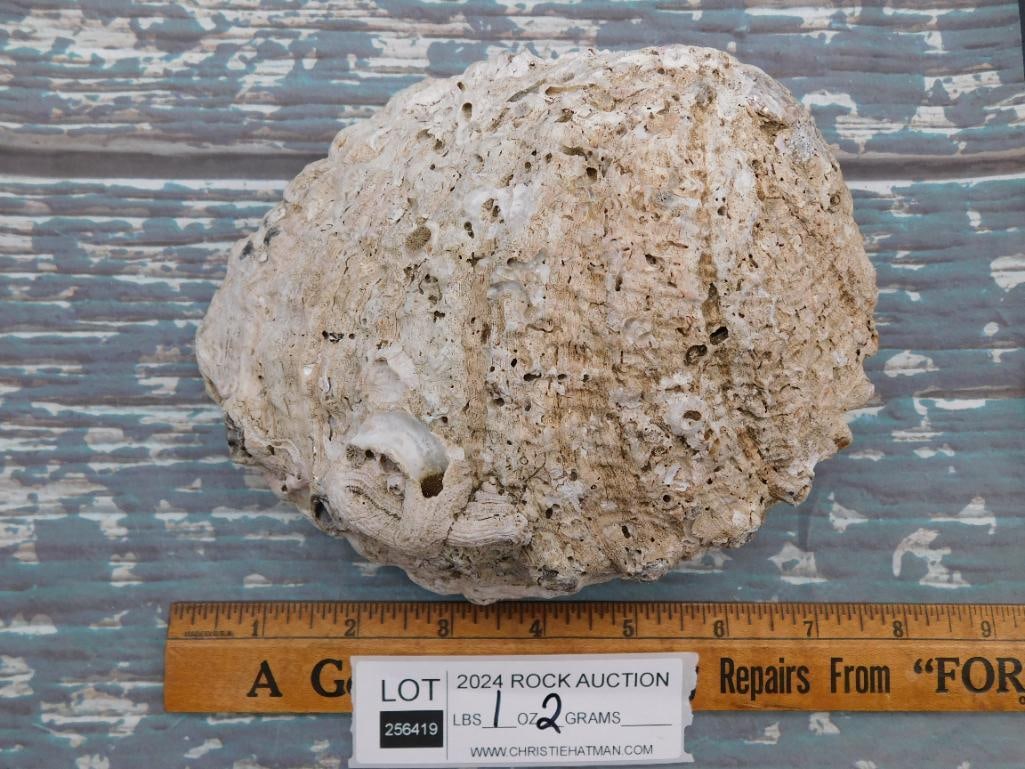 ABALONE SHELL - 2