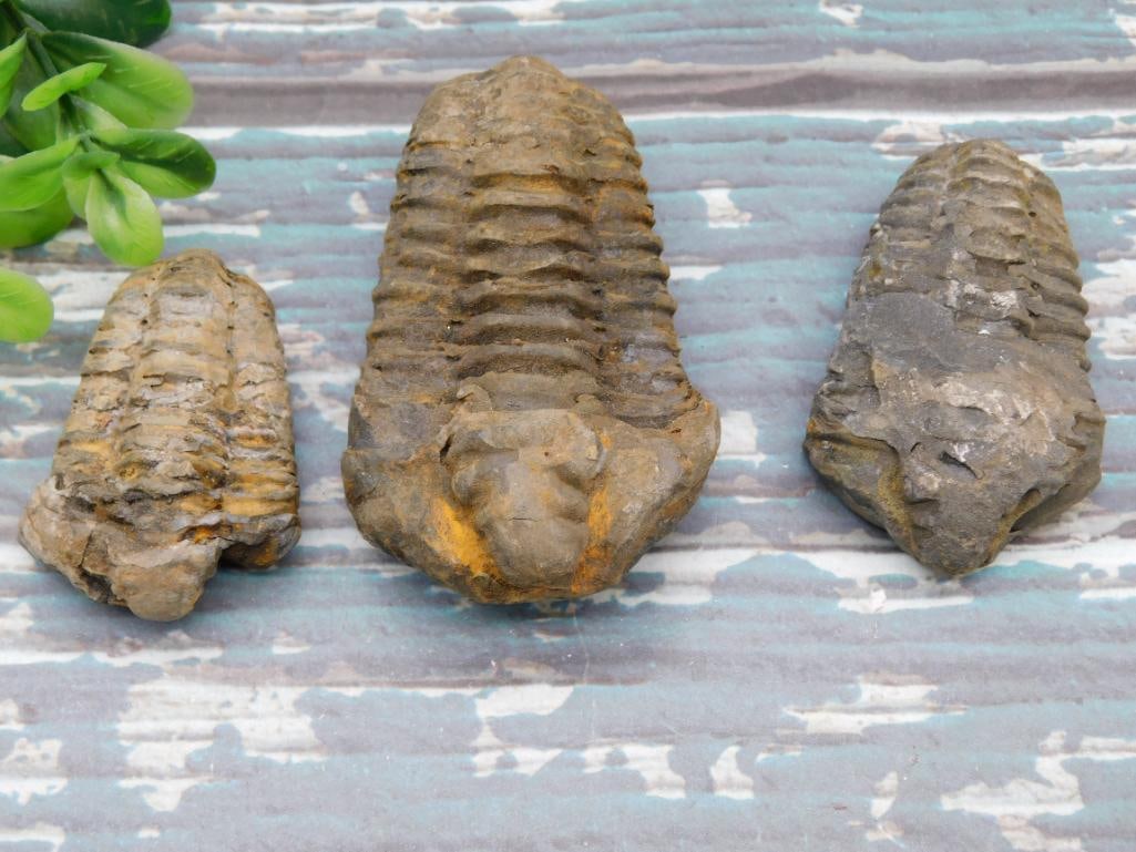 TRILOBITES ROCK STONE LAPIDARY SPECIMEN: TRILOBITES ROCK STONE LAPIDARY SPECIMEN