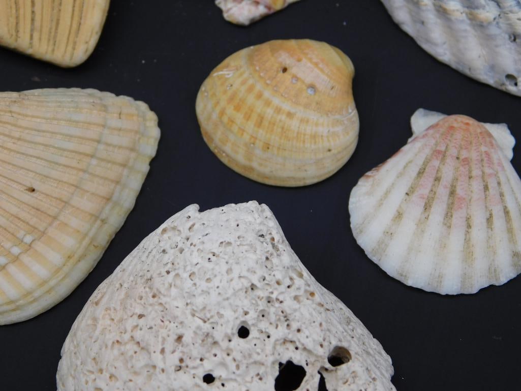 SEA SHELLS - 3