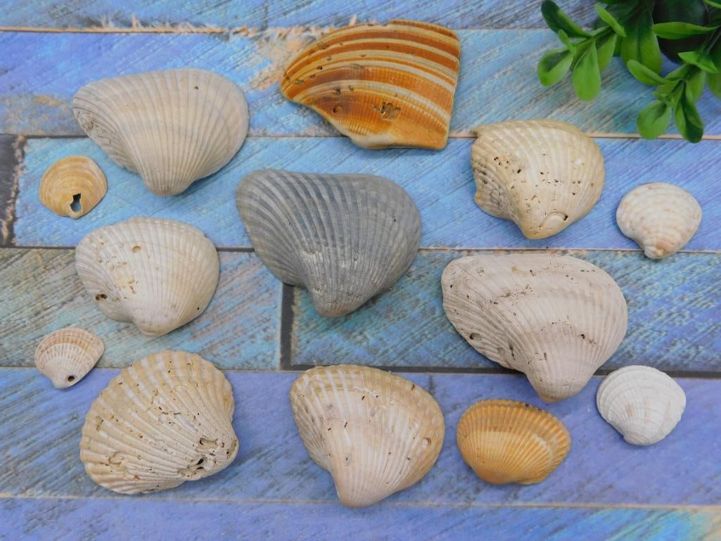 SEA SHELLS: SEA SHELLS