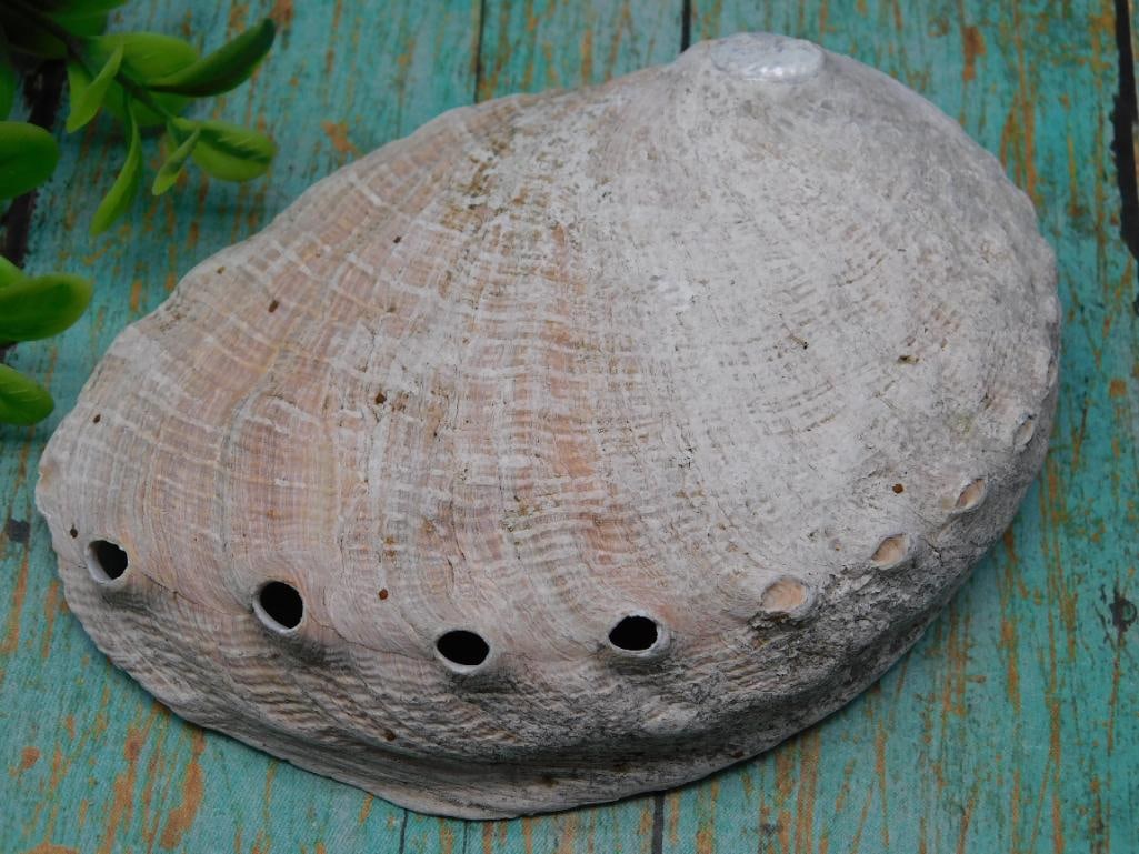 ABALONE SHELL (1 of 2)
