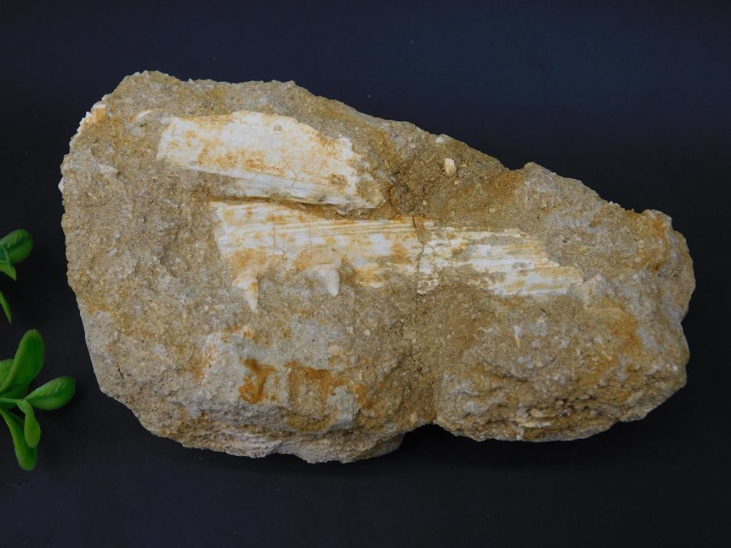 FOSSIL IN MATRIX ROCK STONE LAPIDARY SPECIMEN (1 of 3)
