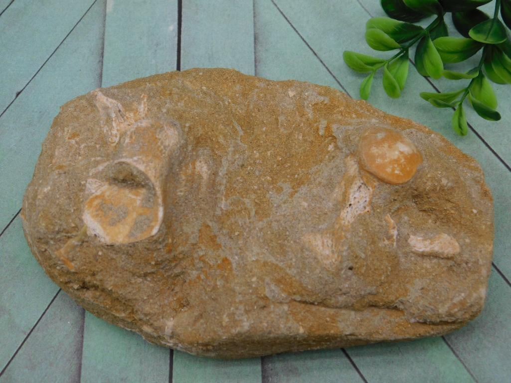 FOSSIL IN MATRIX ROCK STONE LAPIDARY SPECIMEN (1 of 3)