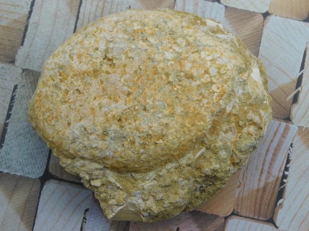 FOSSIL ROCK STONE LAPIDARY SPECIMEN (1 of 2)