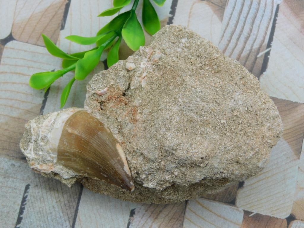DINOSAUR TOOTH IN MATRIX ROCK STONE LAPIDARY SPECIMEN: DINOSAUR TOOTH IN MATRIX ROCK STONE LAPIDARY SPECIMEN
