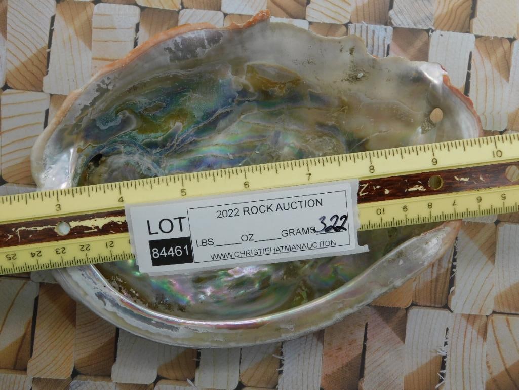 ABALONE SHELL - 2