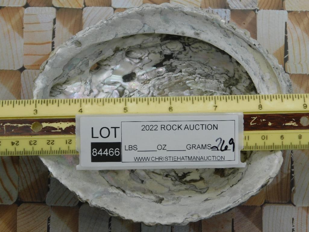 ABALONE SHELL - 2