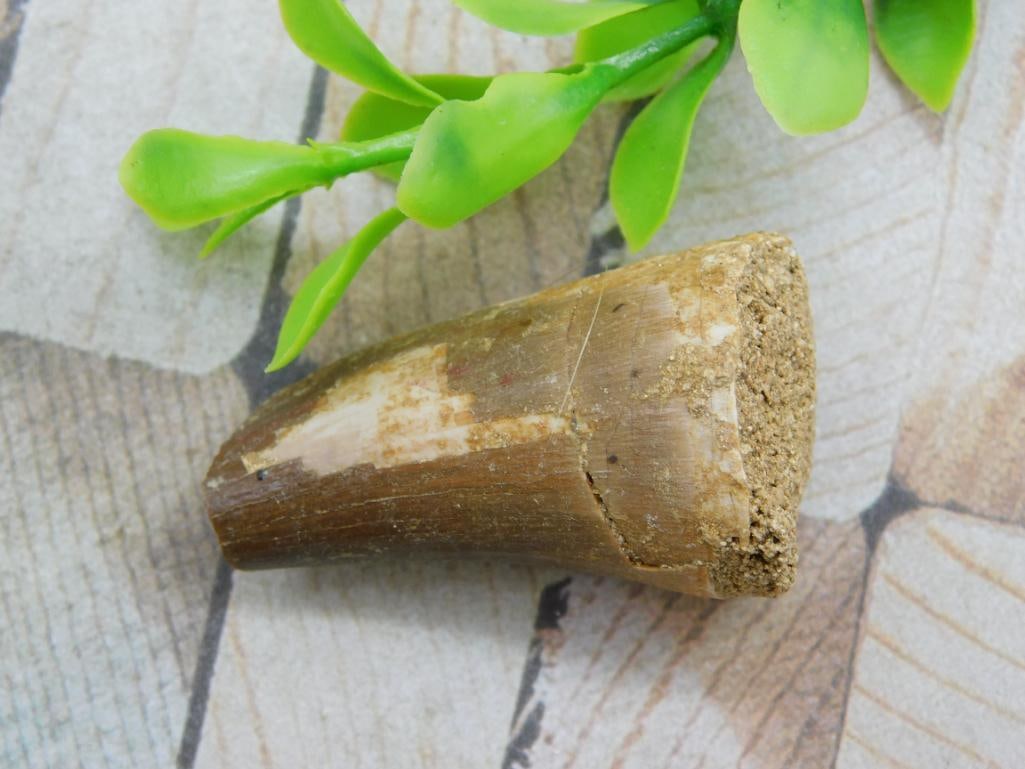 DINOSAUR TOOTH ROCK STONE LAPIDARY SPECIMEN: DINOSAUR TOOTH ROCK STONE LAPIDARY SPECIMEN