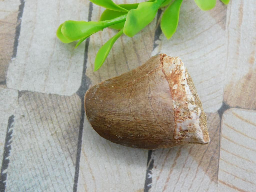 DINOSAUR TOOTH ROCK STONE LAPIDARY SPECIMEN: DINOSAUR TOOTH ROCK STONE LAPIDARY SPECIMEN