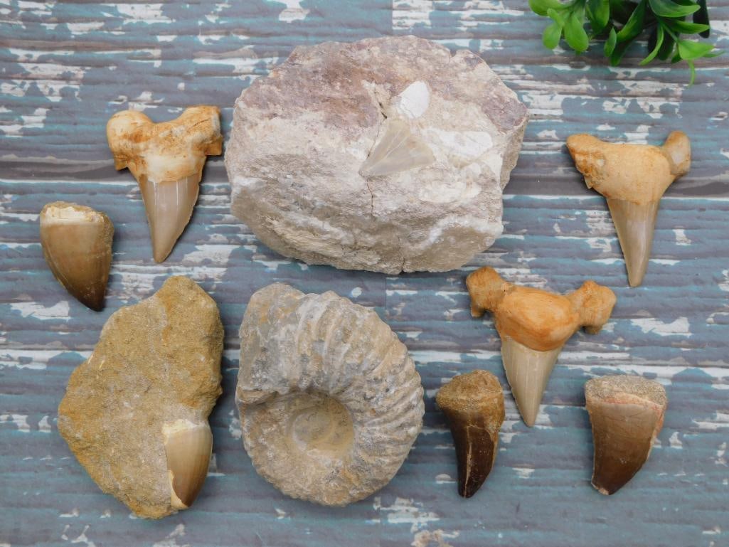 MIXED FOSSIL LOT ROCK STONE LAPIDARY SPECIMEN (1 of 2)