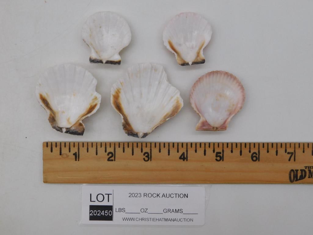SCALLOP SHELLS - 2