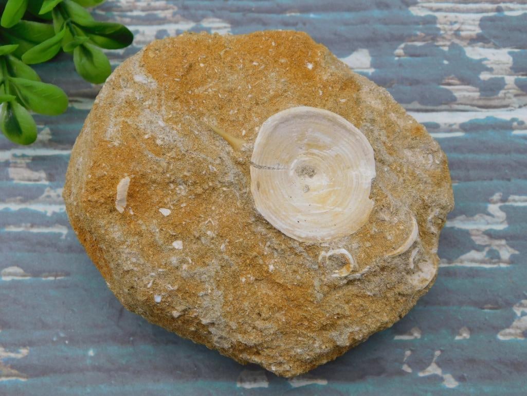 SHARK VERTEBRAE FOSSIL IN MATRIX ROCK STONE LAPIDARY SPECIMEN (1 of 2)