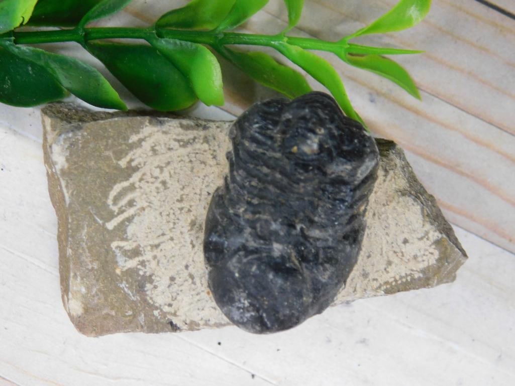 TRILOBITE ROCK STONE LAPIDARY SPECIMEN (1 of 2)