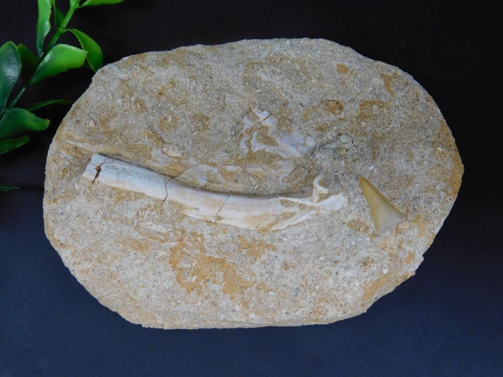 ENCHODUS FOSSIL ROCK STONE LAPIDARY SPECIMEN (1 of 2)