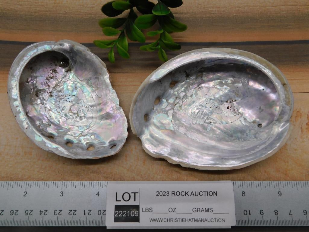 ABALONE SHELL - 2