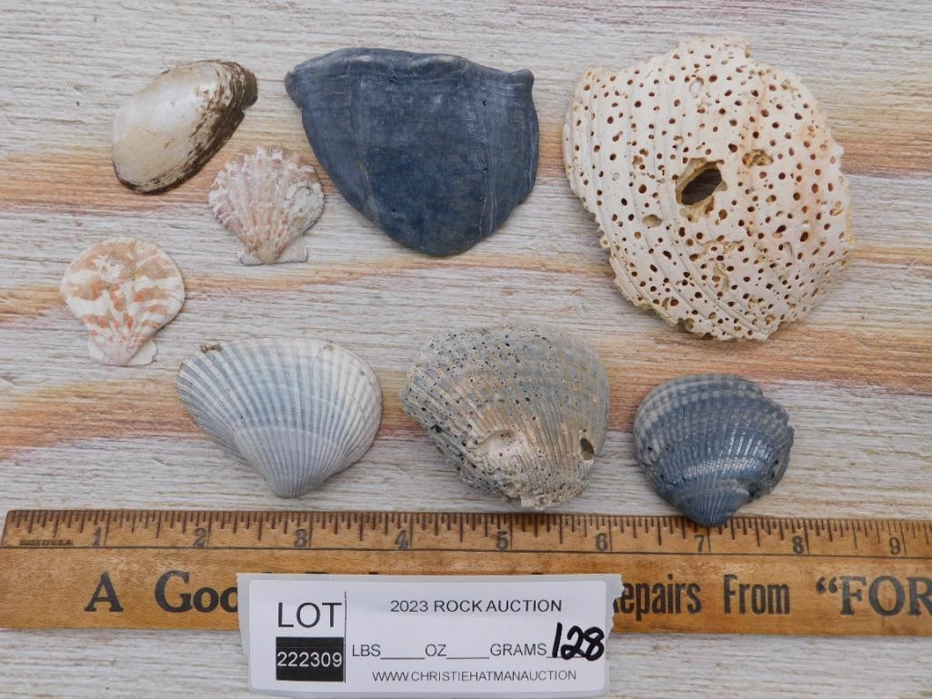 SHELLS - 2