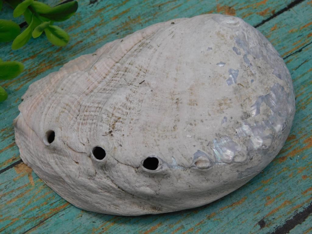 ABALONE SHELL - 2
