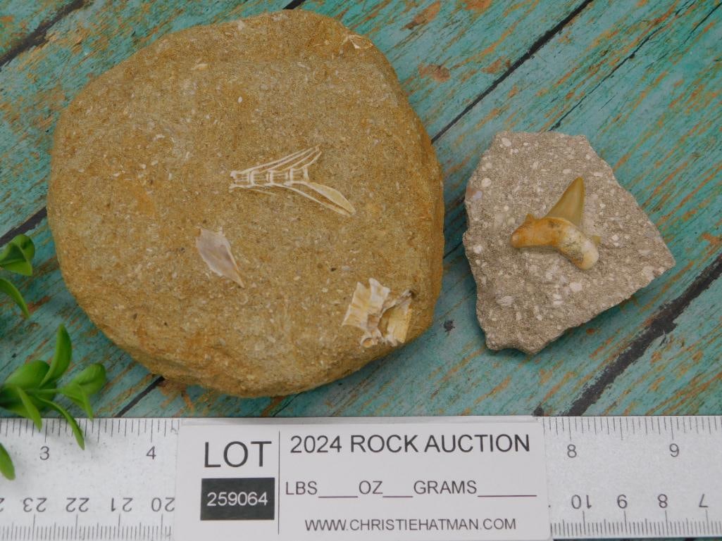 FOSSIL SPECIMENS - 2